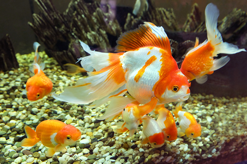 Goldfish South Florida – Redland Koi & Pond Co. – Hialeah, Pinecrest